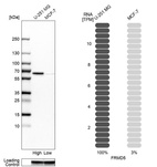 Anti-FRMD5 Antibody