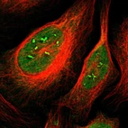 Immunofluorescent staining of human cell line U-2 OS shows localization to nucleoplasm & nucleoli fibrillar center.