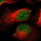 Immunofluorescent staining of human cell line U-2 OS shows localization to nucleoplasm.