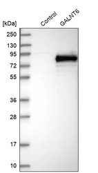 Western blot analysis in control (vector only transfected HEK293T lysate) and GALNT6 over-expression lysate (Co-expressed with a C-terminal myc-DDK tag (~3.1 kDa) in mammalian HEK293T cells, LY416125).