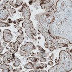 Immunohistochemical staining of human placenta shows moderate to strong nuclear positivity in trophoblastic cells.