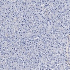 Immunohistochemical staining of human pancreas shows low expression as expected.