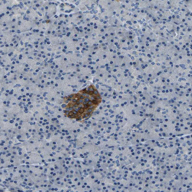 Anti-FAM159B Antibody