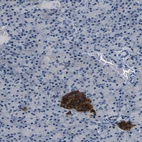 Anti-FAM159B Antibody