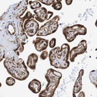Immunohistochemical staining of human placenta shows strong cytoplasmic positivity in trophoblastic cells.