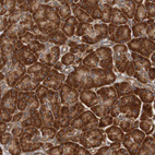 Immunohistochemical staining of human pancreas shows strong cytoplasmic positivity in exocrine glandular cells.