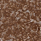 Immunohistochemical staining of human pancreas shows strong cytoplasmic positivity in exocrine glandular cells.