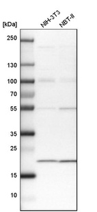 Western blot analysis in mouse cell line NIH-3T3 and rat cell line NBT-II.