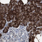Immunohistochemical staining of human pancreas shows strong cytoplasmic positivity in exocrine glandular cells.