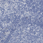 Immunohistochemical staining of human lymph node shows no positivity in non-germinal center cells as expected.