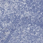 Immunohistochemical staining of human lymph node shows no positivity in non-germinal center cells as expected.
