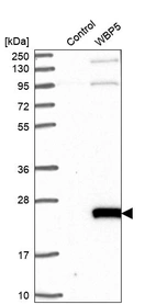 Western blot analysis in control (vector only transfected HEK293T lysate) and WBP5 over-expression lysate (Co-expressed with a C-terminal myc-DDK tag (~3.1 kDa) in mammalian HEK293T cells, LY414074).