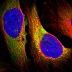 Immunofluorescent staining of human cell line U-2 OS shows localization to cytosol & vesicles.
