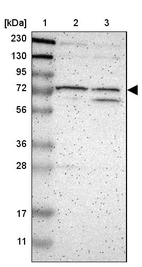 Lane 1: Marker [kDa] 230, 130, 95, 72, 56, 36, 28, 17, 11_br/_Lane 2: Human cell line RT-4_br/_Lane 3: Human cell line U-251 MG