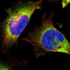Immunofluorescent staining of human cell line U-251 MG shows localization to cytosol.