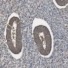 Immunohistochemical staining of human endometrium shows moderate cytoplasmic positivity in glandular cells.