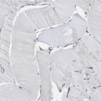 Immunohistochemical staining of human skeletal muscle shows no positivity in myocytes as expected.