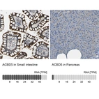 Anti-ACBD5 Antibody