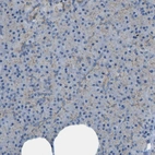 Immunohistochemical staining of human pancreas shows very weak granular cytoplasmic positivity in exocrine glandular cells.
