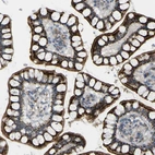 Immunohistochemical staining of human small intestine shows strong granular cytoplasmic positivity in glandular cells.