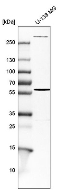 Western blot analysis in human cell line U-138 MG.