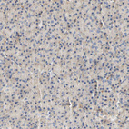 Anti-PCDH7 Antibody