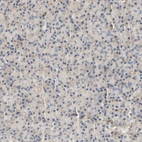 Immunohistochemical staining of human pancreas shows very weak cytoplasmic positivity in exocrine glandular cells.