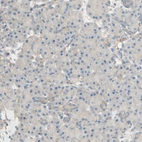 Immunohistochemical staining of human pancreas shows no positivity in exocrine glandular cells as expected.