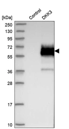 Western blot analysis in control (vector only transfected HEK293T lysate) and DKK3 over-expression lysate (Co-expressed with a C-terminal myc-DDK tag (~3.1 kDa) in mammalian HEK293T cells, LY415712).