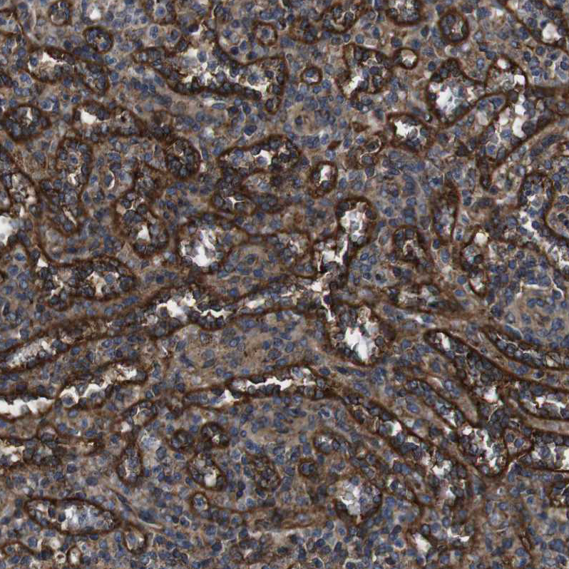 Anti-BTN3A3 Antibody