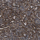 Anti-BTN3A3 Antibody