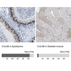 Anti-CUL4B Antibody