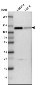 Western blot analysis in mouse cell line NIH-3T3 and rat cell line NBT-II.