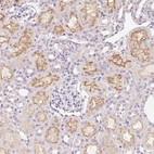 Immunohistochemical staining of human kidney shows strong membranous positivity in cells in proximal tubules.