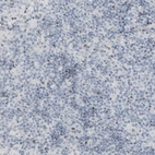 Immunohistochemical staining of human lymph node shows no positivity in non-germinal center cells as expected.