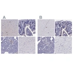 Immunohistochemical staining of human cerebral cortex, duodenum, pancreas and skeletal muscle using Anti-SCG2 antibody HPA011893 (A) shows similar protein distribution across tissues to independent antibody HPA075062 (B).