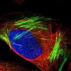 Immunofluorescent staining of human cell line U-2 OS shows localization to actin filaments.