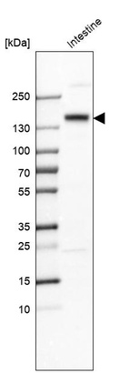 Western blot analysis in human small intestine tissue.