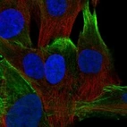 Immunofluorescent staining of human cell line BJ shows localization to plasma membrane & actin filaments.