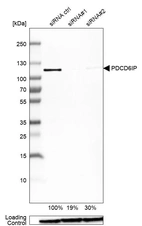 Western blot analysis in U-138MG cells transfected with control siRNA, target specific siRNA probe #1 and #2, using Anti-PDCD6IP antibody. Remaining relative intensity is presented. Loading control: Anti-GAPDH.