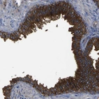 Anti-CD151 Antibody