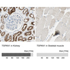 Anti-TSPAN1 Antibody