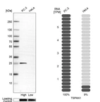 Western blot analysis in human cell line PC-3 and human cell line HeLa.