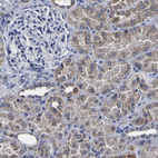 Immunohistochemical staining of human kidney shows weak to moderate cytoplasmic positivity in cells in tubules.