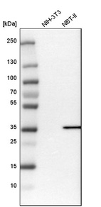 Western blot analysis in mouse cell line NIH-3T3 and rat cell line NBT-II.