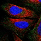 Immunofluorescent staining of human cell line U-2 OS shows localization to actin filaments.