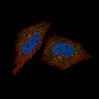 Immunofluorescent staining of human cell line HeLa shows localization to vesicles. Antibody staining is shown in green.