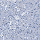 Immunohistochemical staining of human Pancreas shows very weak cytoplasmic positivity in exocrine glandular cells.