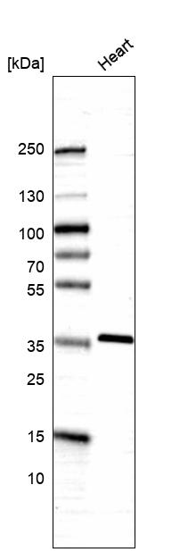 Anti-SGCG Antibody