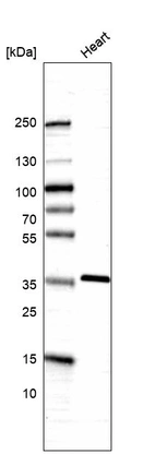 Anti-SGCG Antibody